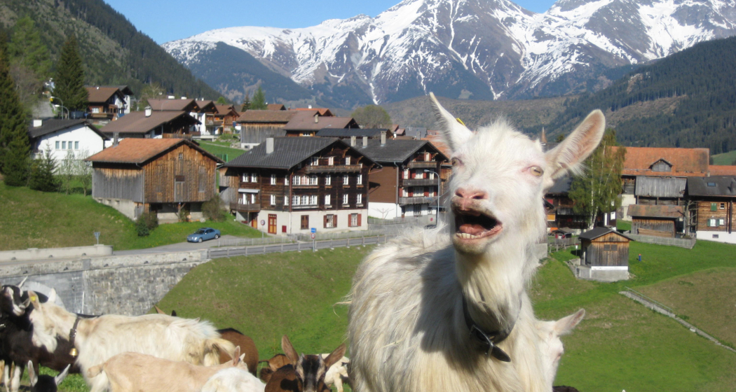 Ziegen in Zarcuns Ziegen in Zarcuns