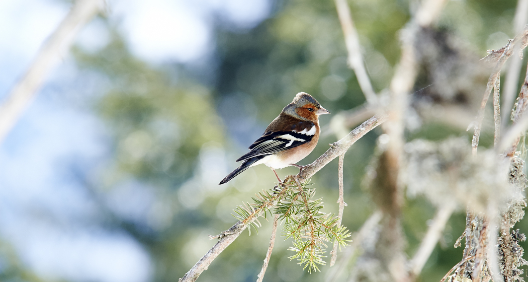 Prätschli - Eichhörnliweg - Arosa (Barrierefrei / Rollstuhl) Prätschli - Eichhörnliweg - Arosa (Barrierefrei / Rollstuhl)
