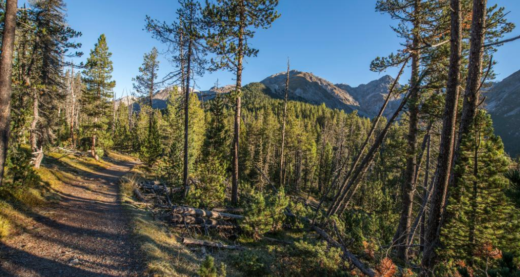 Ein breiter Weg führt von Champlönch durch die Bergföhrenwälder nach Grimmels. Ein breiter Weg führt von Champlönch durch die Bergföhrenwälder nach Grimmels.