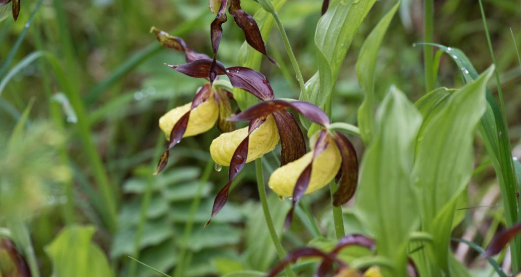 Im Juni blüht eingangs Val Trupchun an einigen Stellen der Frauenschuh, eine seltene und geschützte Orchidee. Im Juni blüht eingangs Val Trupchun an einigen Stellen der Frauenschuh, eine seltene und geschützte Orchidee.