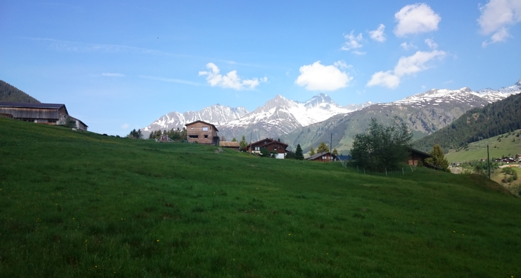 Cavorgia sura Cavorgia sura