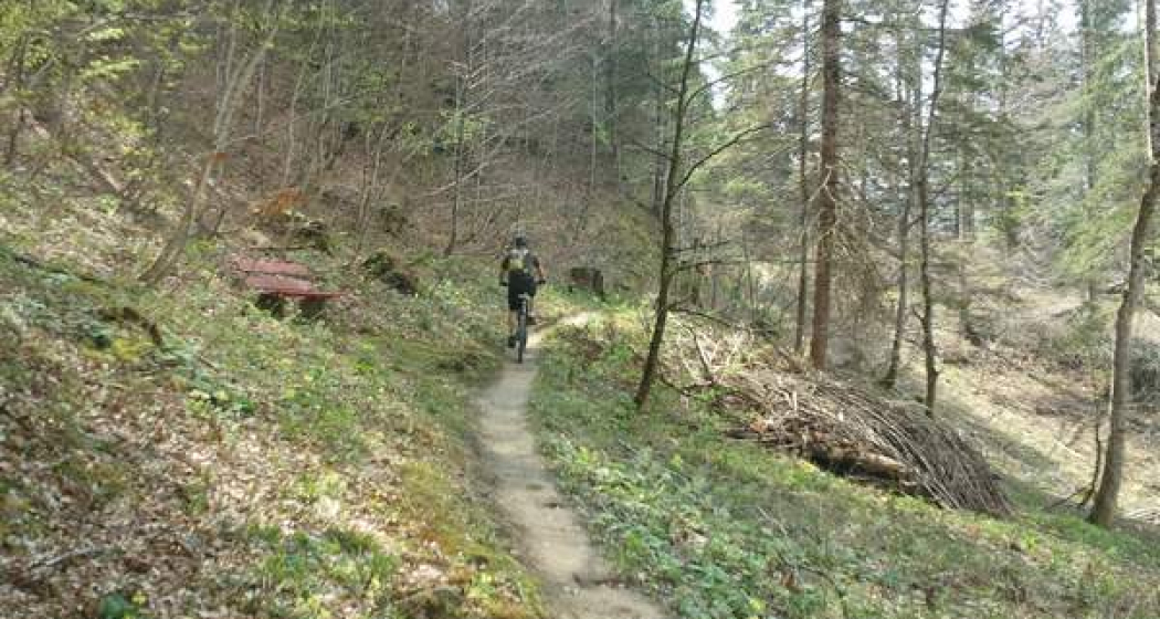 Schöner Waldtrail unterwegs Schöner Waldtrail unterwegs
