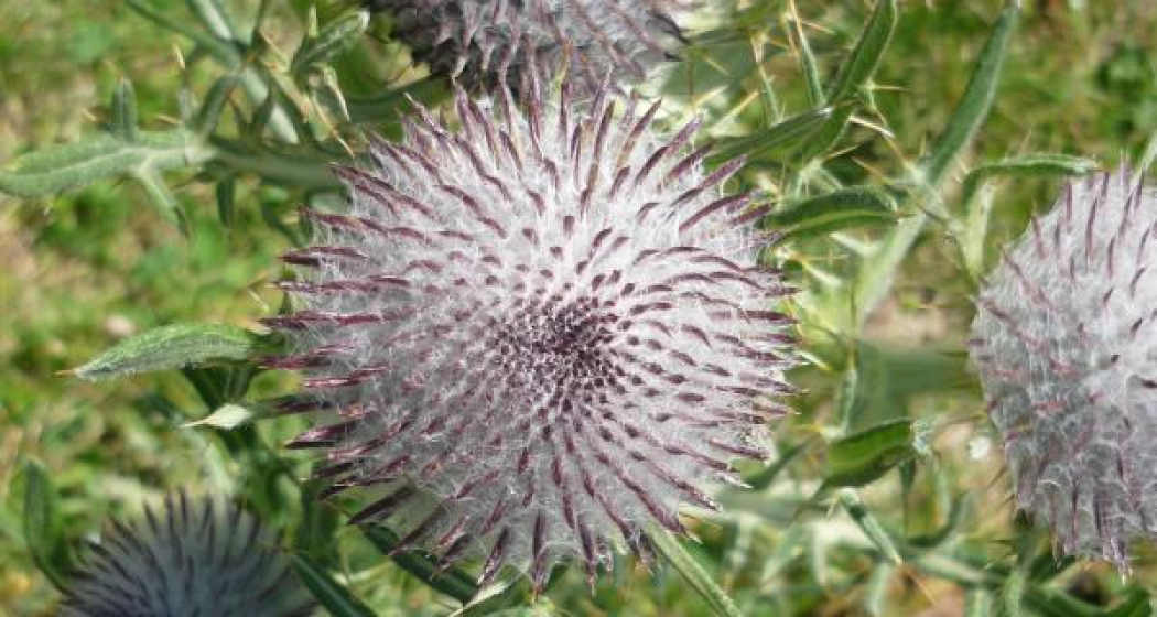 Faszinierende Alpenflora beim Moor Faszinierende Alpenflora beim Moor