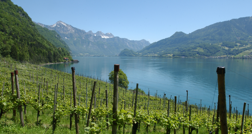 Rebberge Quinten Rebberge Quinten