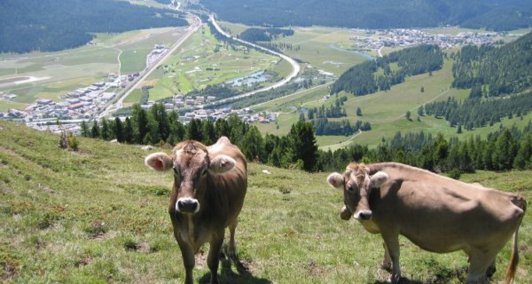 Blick von der Alp Muntatsch aufs Tal Blick von der Alp Muntatsch aufs Tal