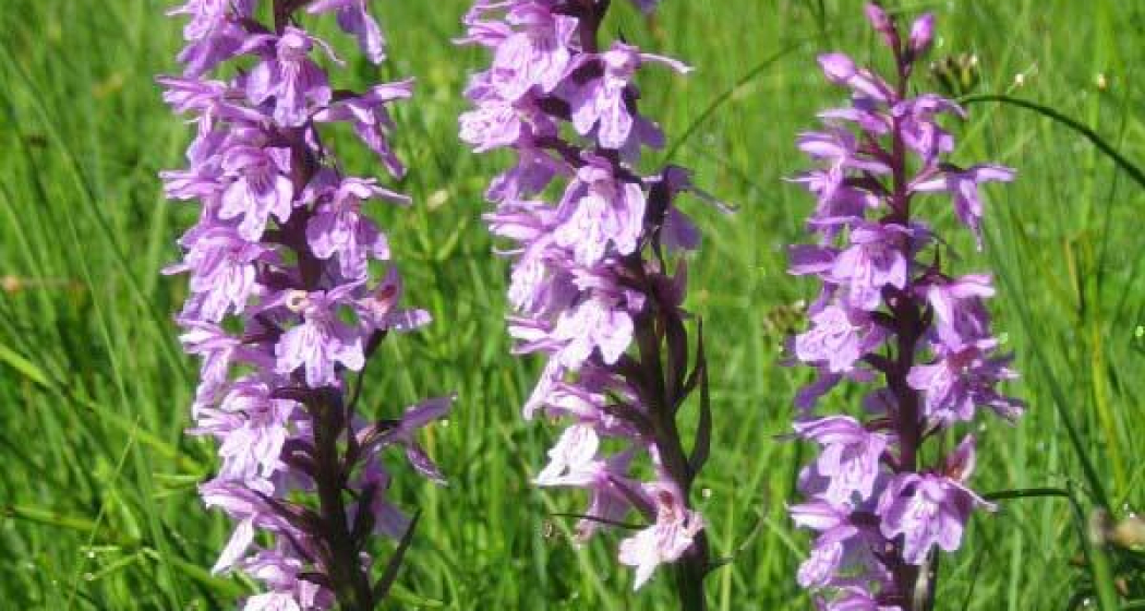 Orchideen Orchideen