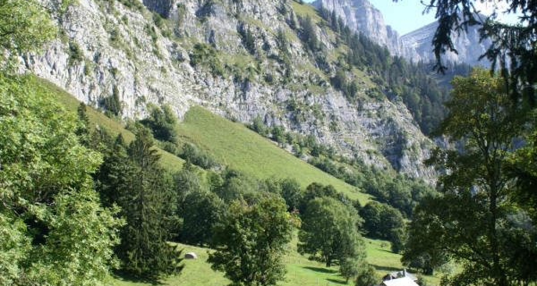 Grund mit Grundplanggen und Bergahornbestand Grund mit Grundplanggen und Bergahornbestand