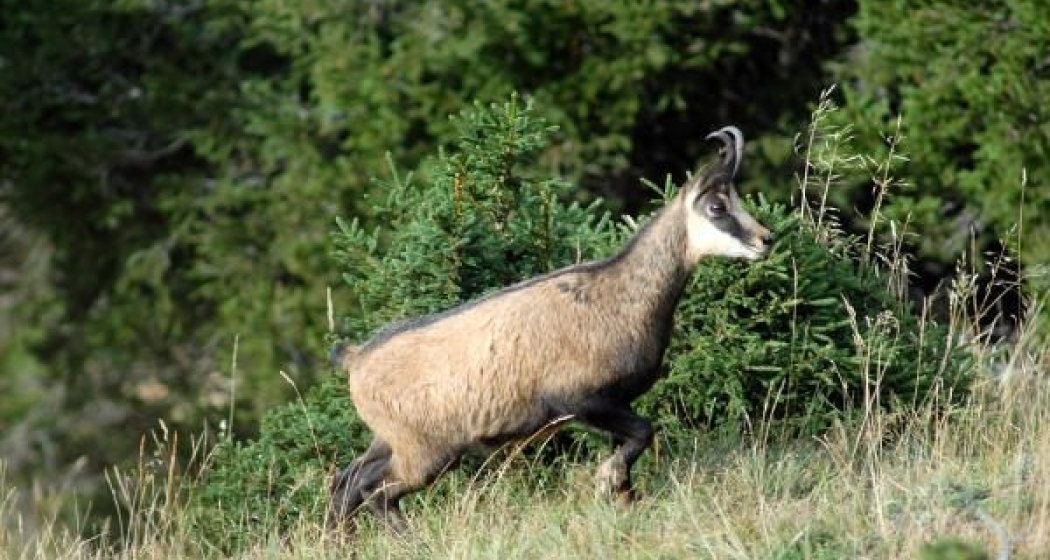 Gams, oft in steilen Planggen unter den Felsen Gams, oft in steilen Planggen unter den Felsen