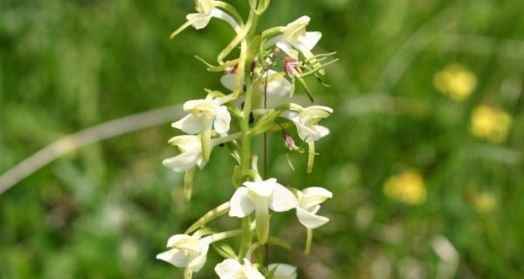 Schöne Blumen, auch Orchideen am Wanderweg Schöne Blumen, auch Orchideen am Wanderweg