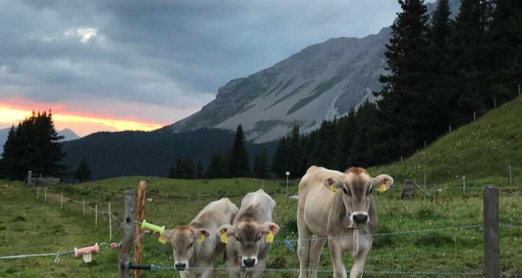 Plang Begls (oua_30581675_image) Plang Begls (oua_30581675_image)