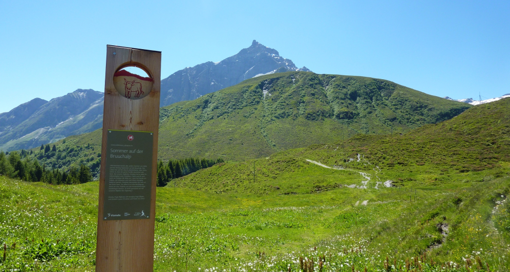 Sommer auf der Bruuchalp Sommer auf der Bruuchalp