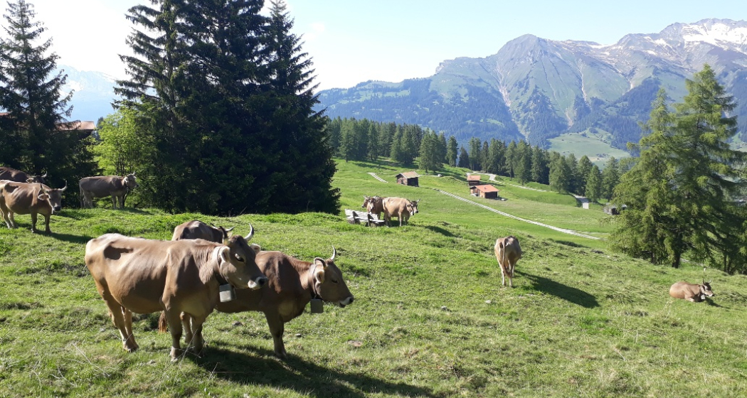 Biohof Pajüel Tschiertschen Biohof Pajüel Tschiertschen