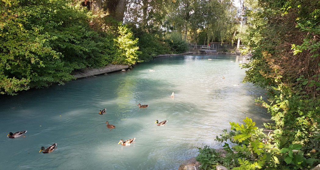 Ententeich beim Mühlebach (Rheinmühleweiher) Ententeich beim Mühlebach (Rheinmühleweiher)
