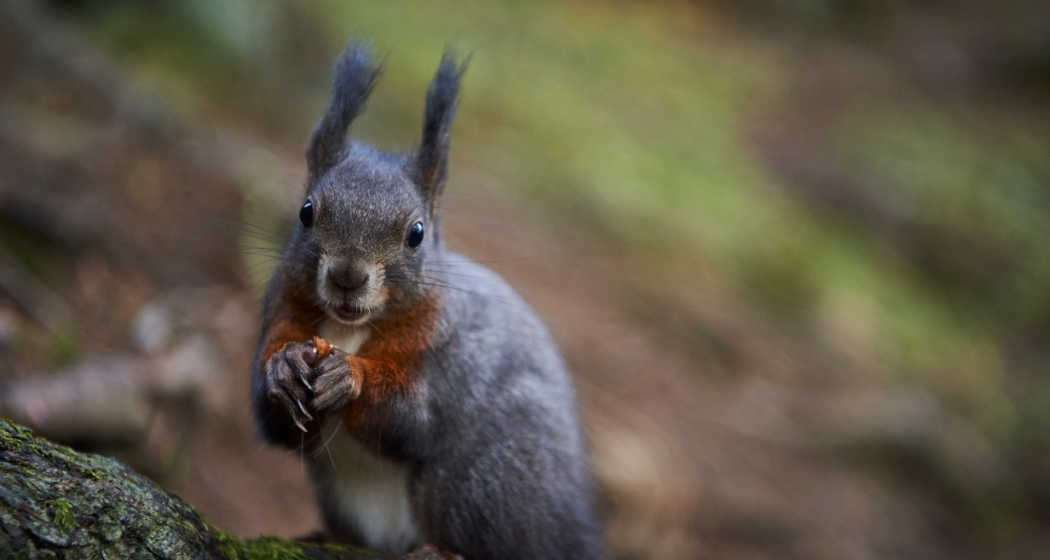 Eichhörnliweg Eichhörnliweg