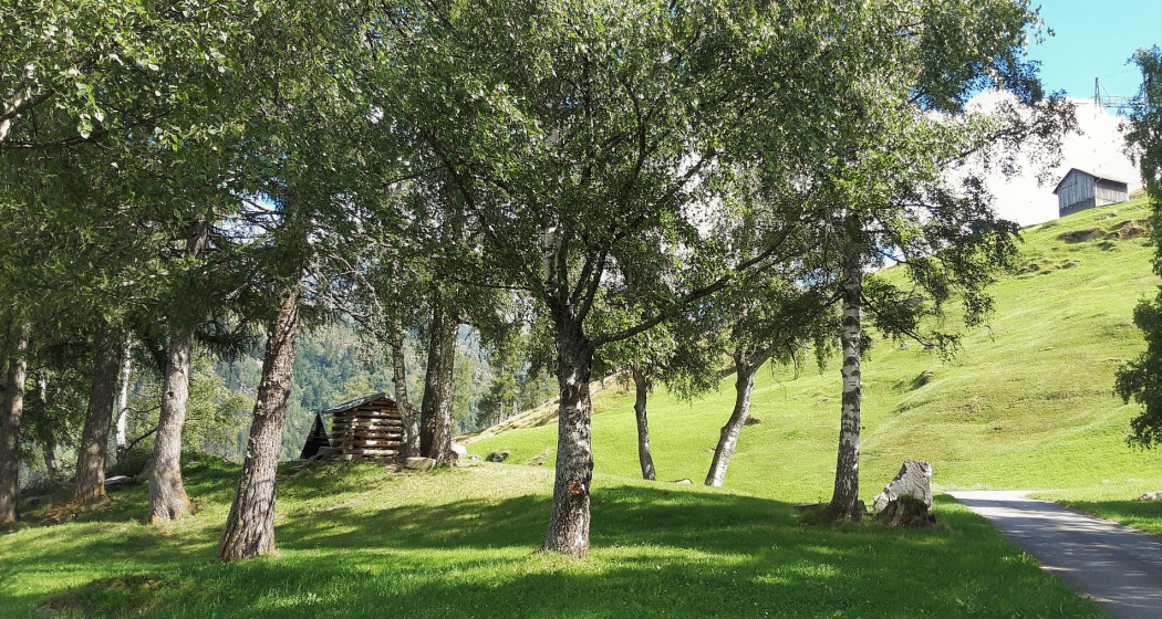 im Birkenhain im Birkenhain