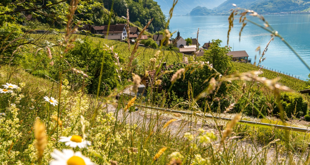 Aussicht Sonnenbänkli in Quinten Aussicht Sonnenbänkli in Quinten