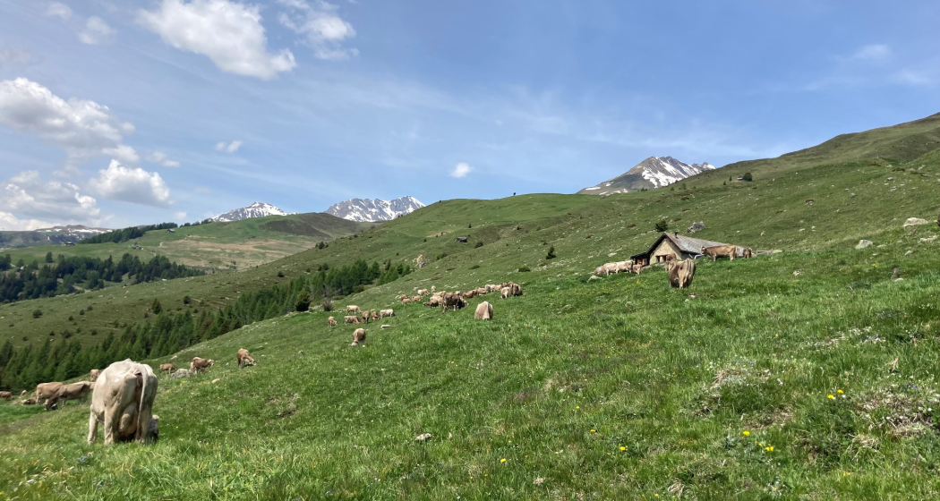 Alp Telf (oua_59852198_image) Alp Telf (oua_59852198_image)