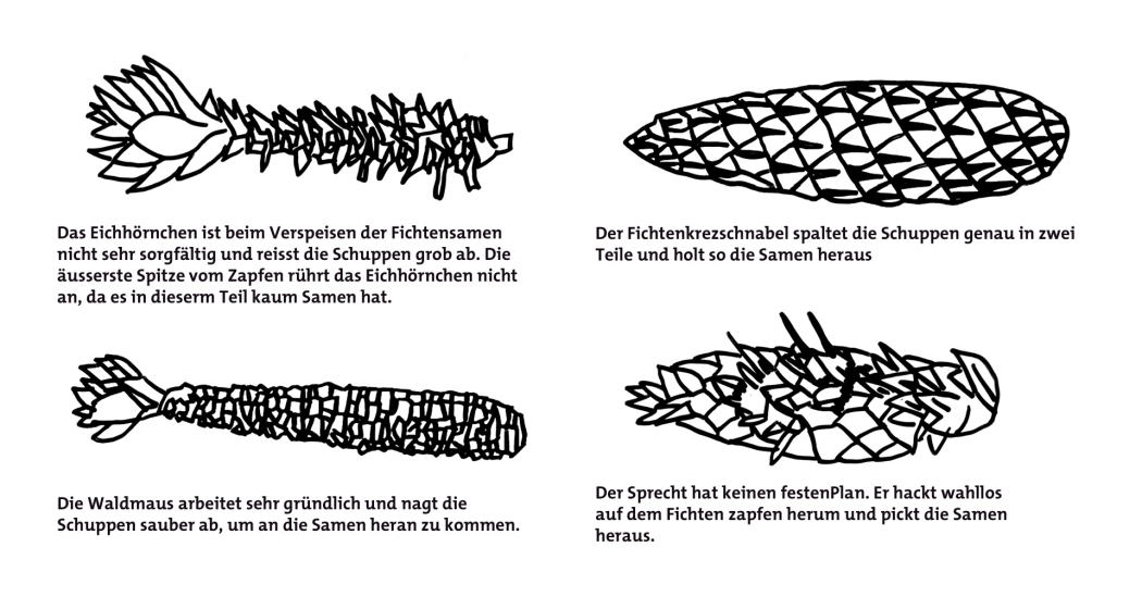 Wer hat den Fichtenzapfen angeknabbert? Wer hat den Fichtenzapfen angeknabbert?