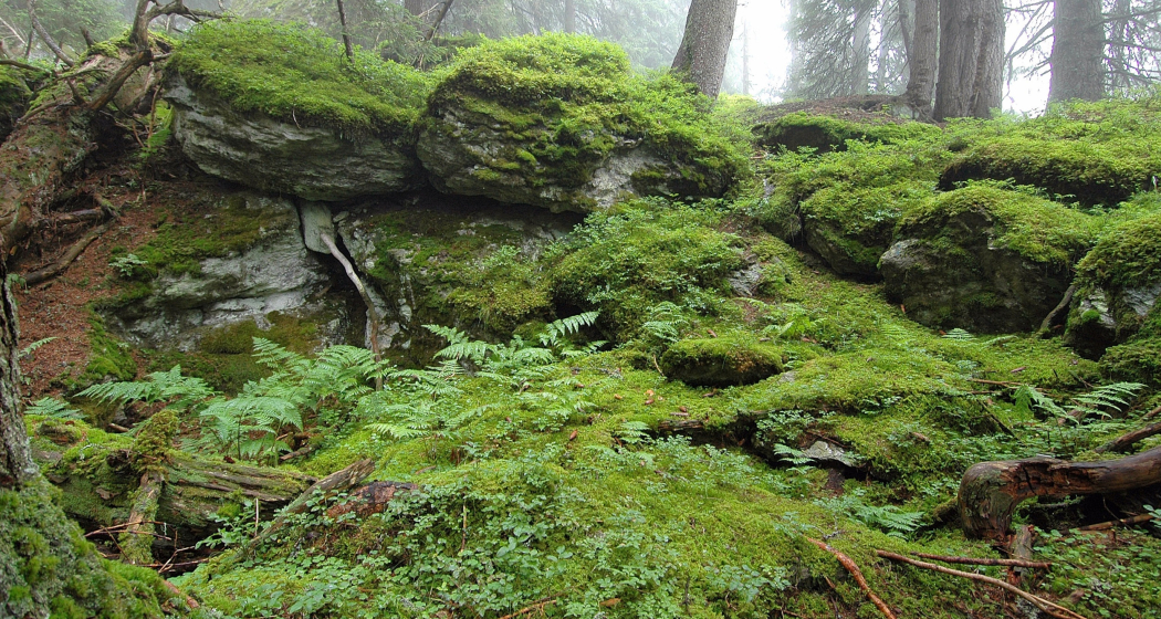 Das Foto zeigt den Uaul scatlè der älteste Fichtenurwald Europas Das Foto zeigt den Uaul scatlè der älteste Fichtenurwald Europas