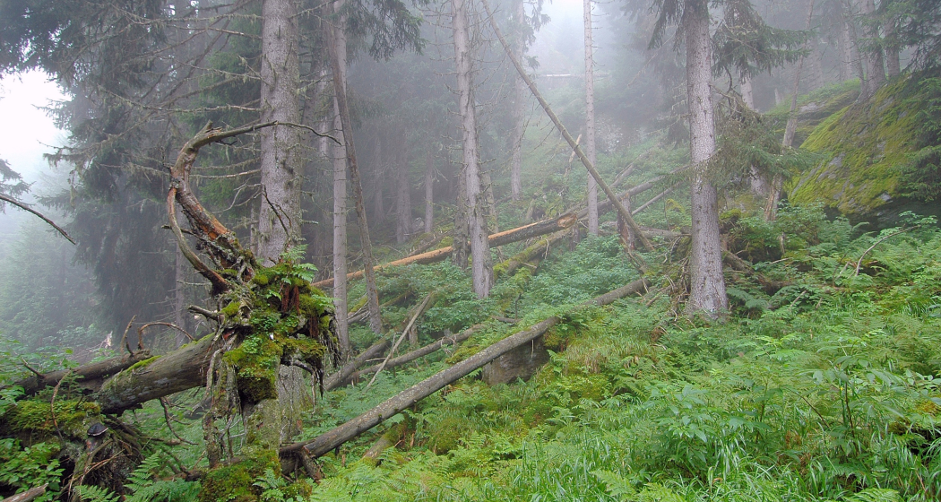 Das Foto zeigt den Uaul Scatlè mit nebliger Sicht Das Foto zeigt den Uaul Scatlè mit nebliger Sicht