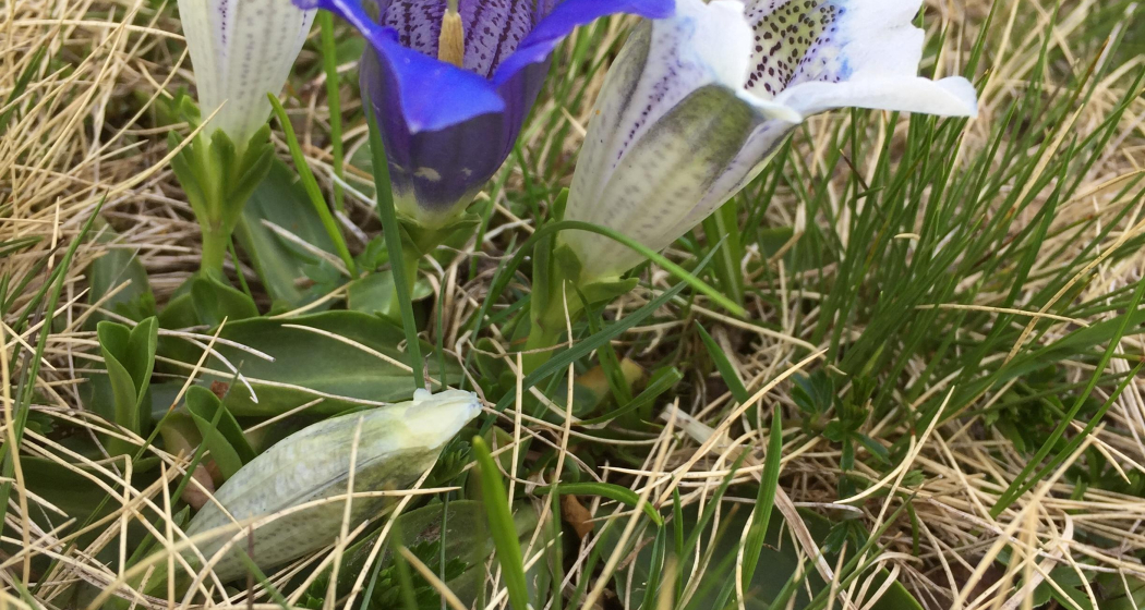 Blauer und weisse Enziane Blauer und weisse Enziane