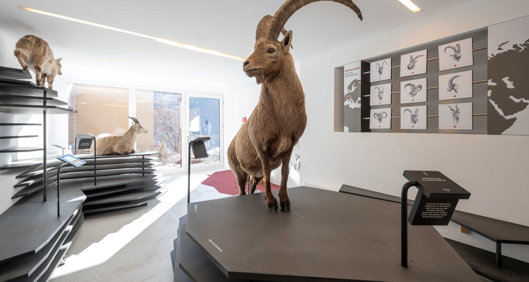 Capricorn Ausstellung Wergenstein Capricorn Ausstellung Wergenstein