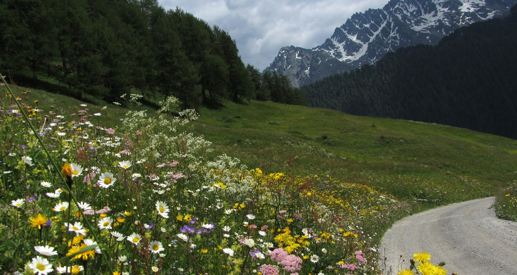 Alp Bella Alp Bella