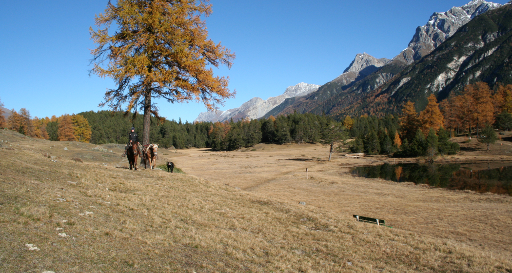 Tagesritt (gdl_810859615_image) Tagesritt (gdl_810859615_image)